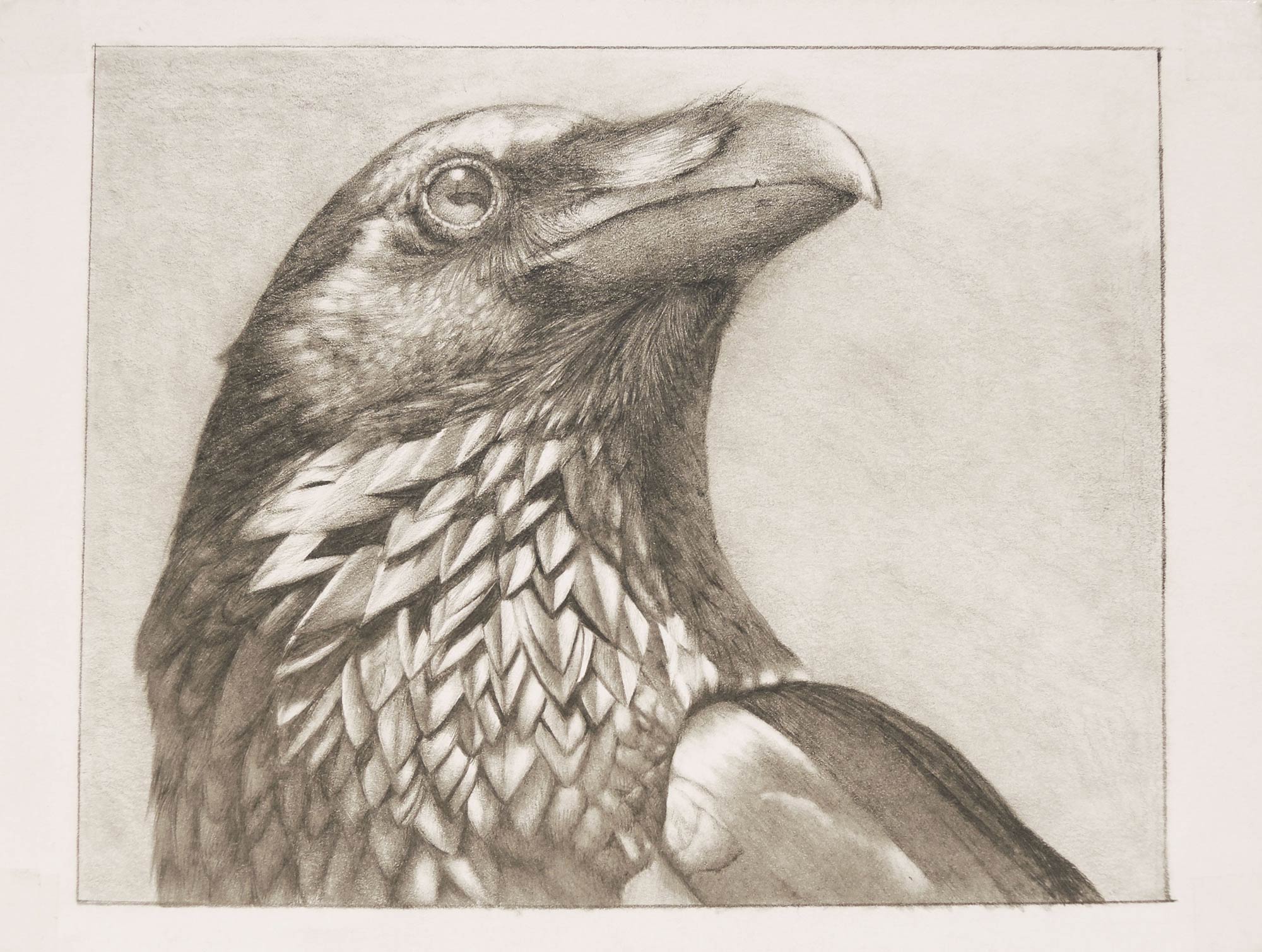 A drawing by Perdong Lin of a bird's head