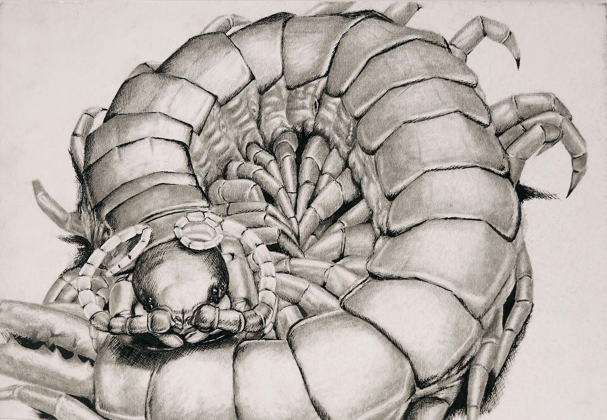 A drawing by Perdong Lin of a crustacean