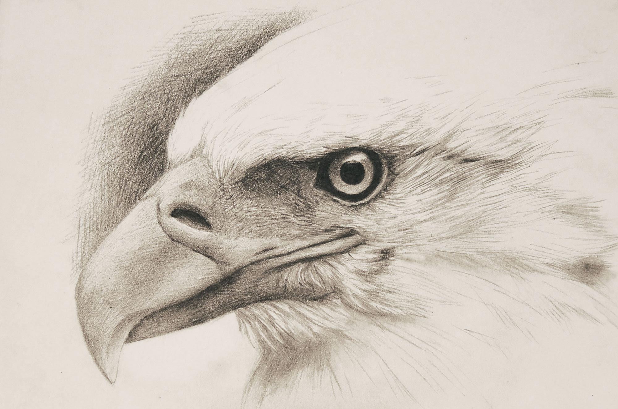 A drawing by Perdong Lin of an eagle's head