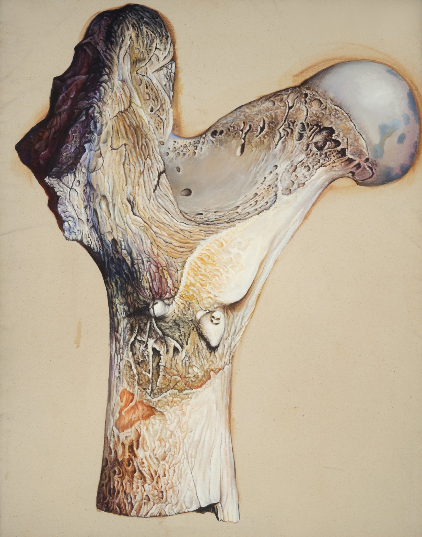An illustration of a bone with enlarged detail