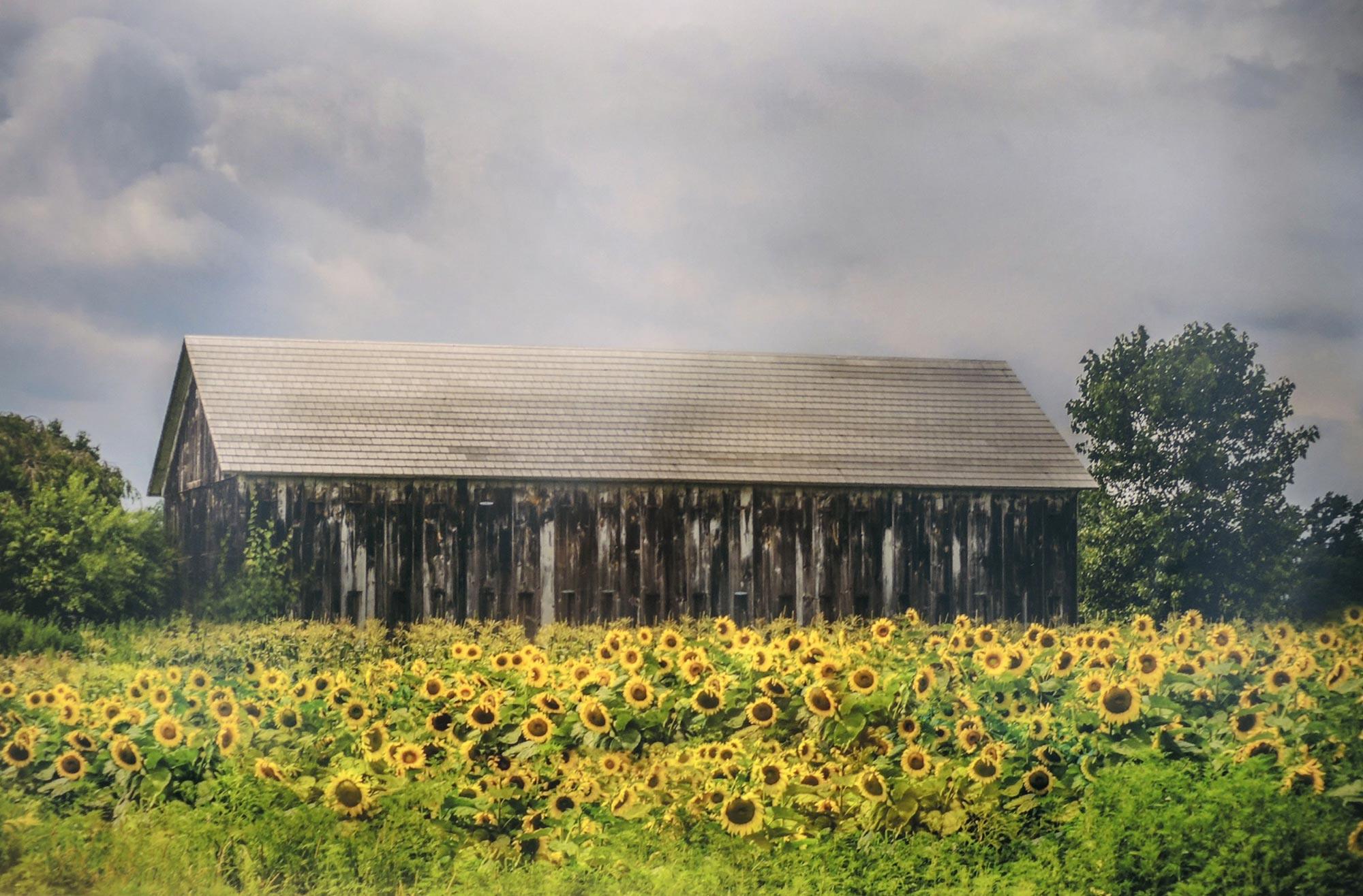 A photograph by Gabrielle Robinson of a wooden building in a field of sunflowers