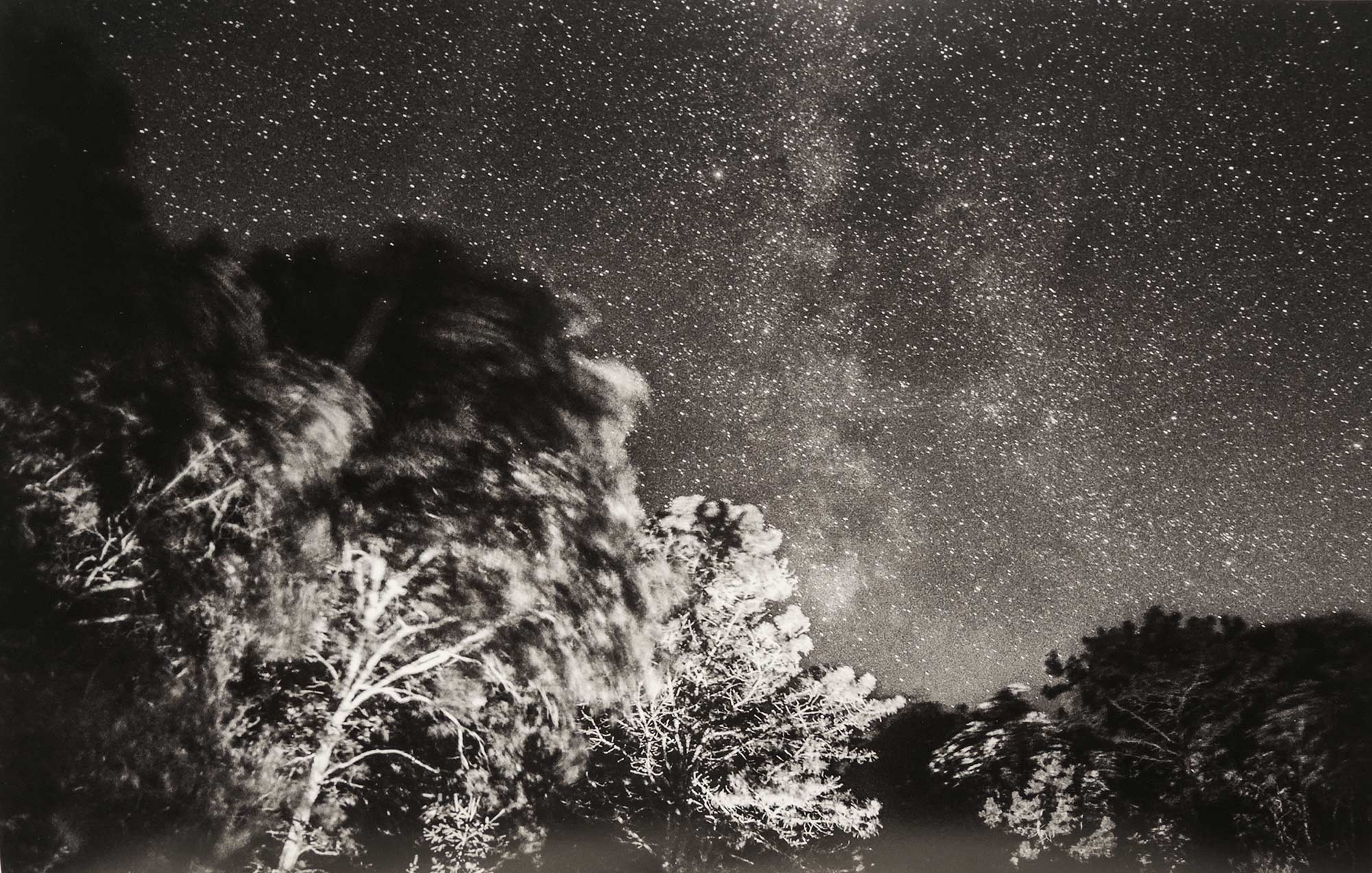 A photograph by Gabrielle Robinson of trees and a starry night