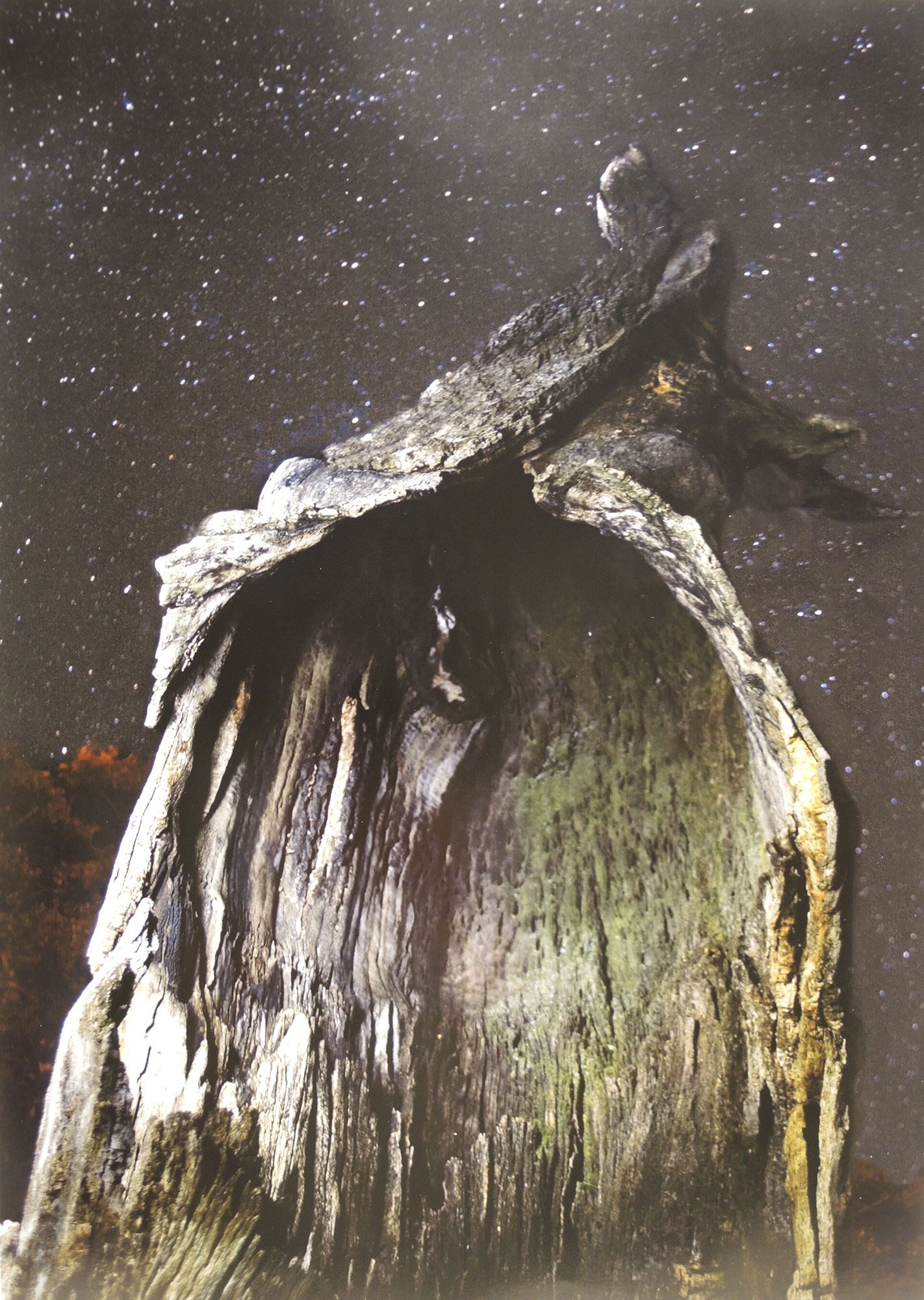 A photograph by Gabrielle Robinson of a tree trunk on a starry night
