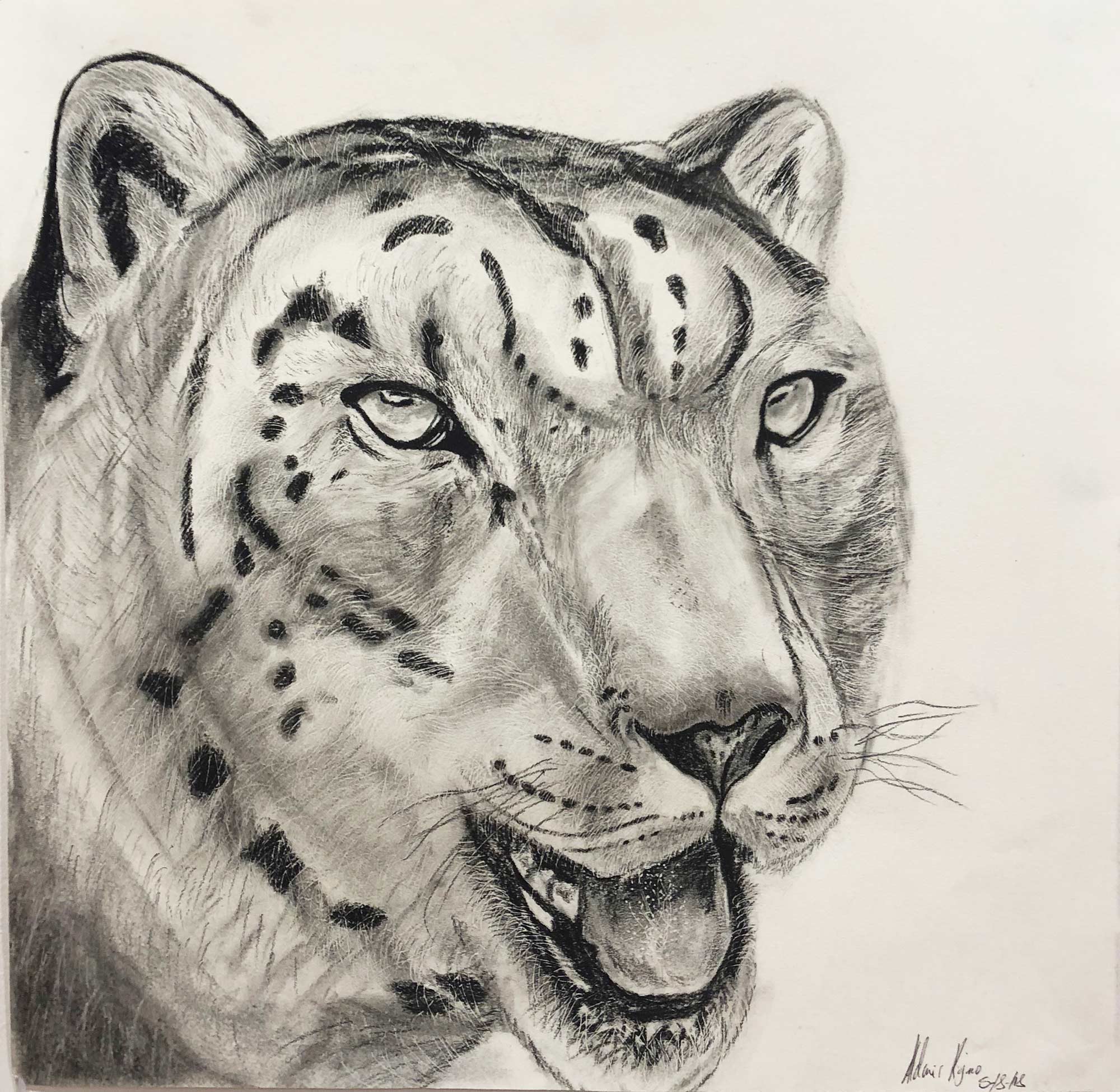 A drawing of a tiger