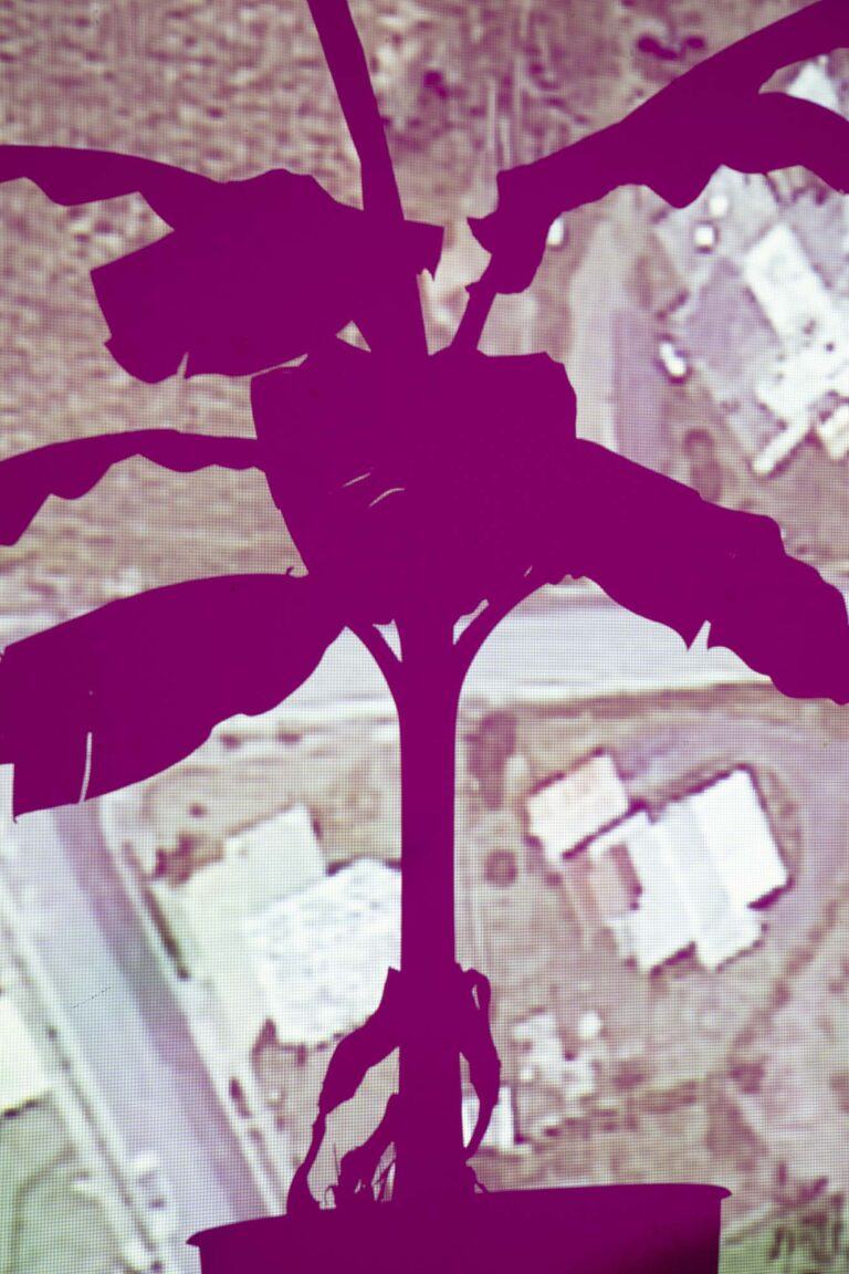 A silhouette of a plant on a landscape image from above
