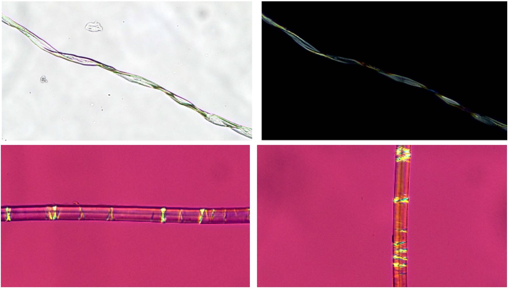 Four images of fibers under a microscope
