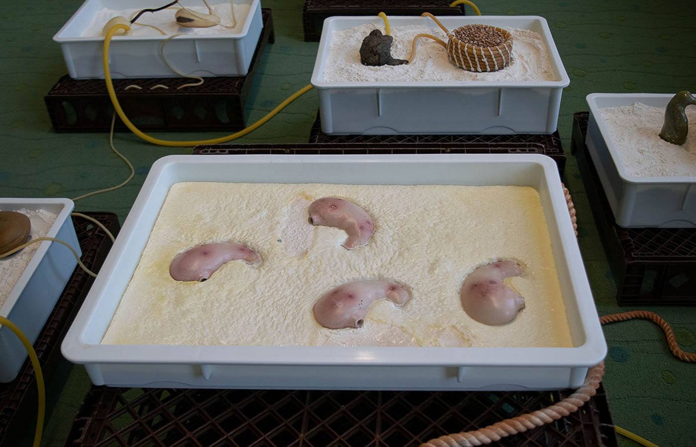several identical sculptures submerged in a white substance in a tray